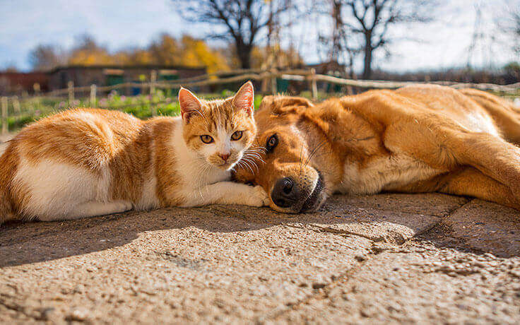 Cão e gato deitados - porque_frontline
