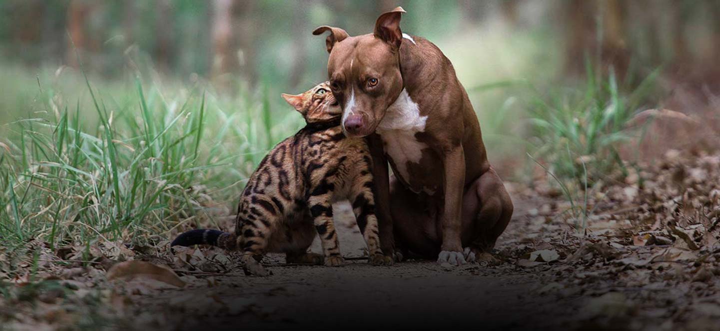 Cão e gato na floresta