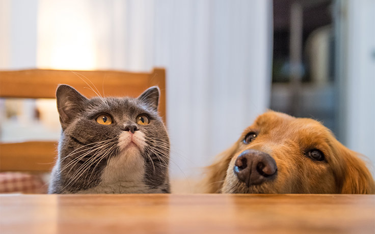Cão e gato à mesa