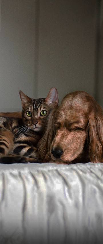 Cão e gato deitados um ao lado do outro