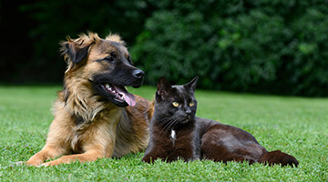 Cão e gato deitados no mato