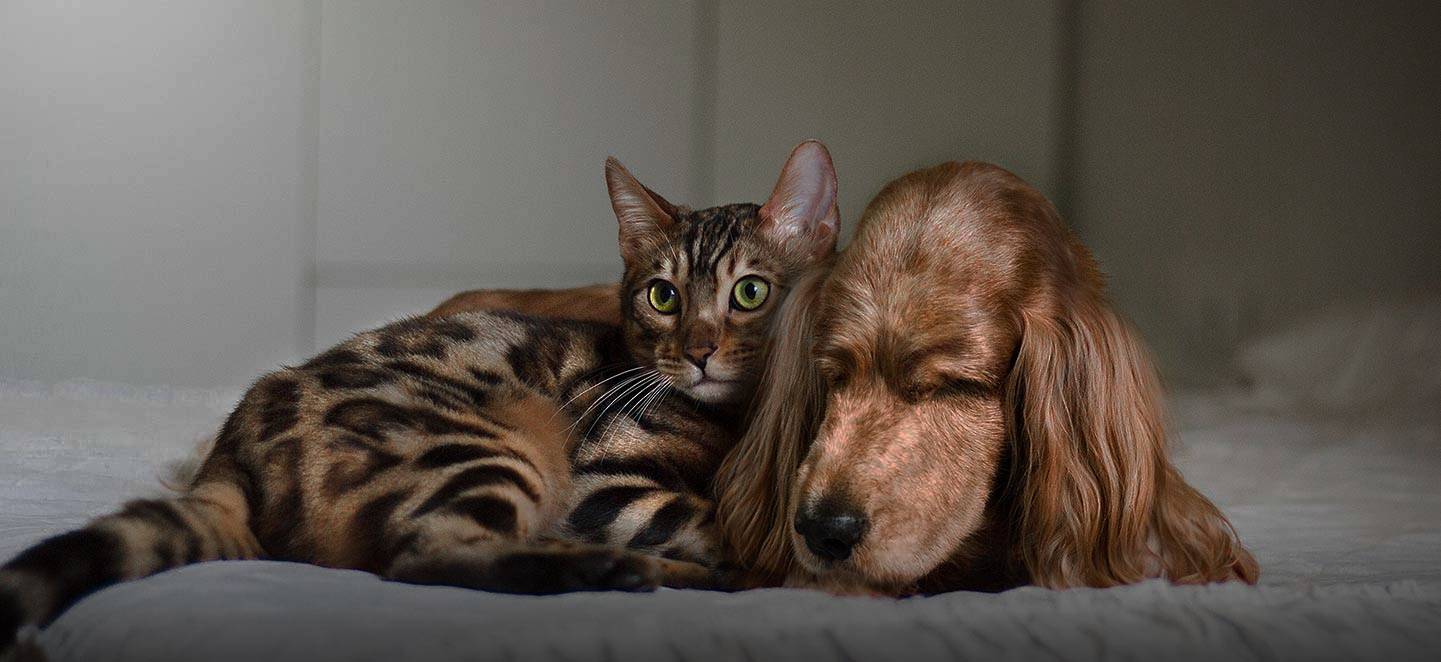 Gato e cachorro deitados